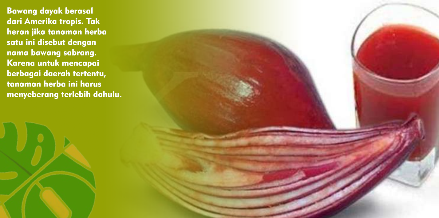 Bawang Dayak Umbi Ajaib Penakluk Kanker dan Diabetes Melitus